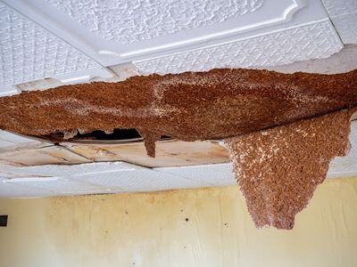 Professional water damage restoration services in Simi Valley - CrestCore Team